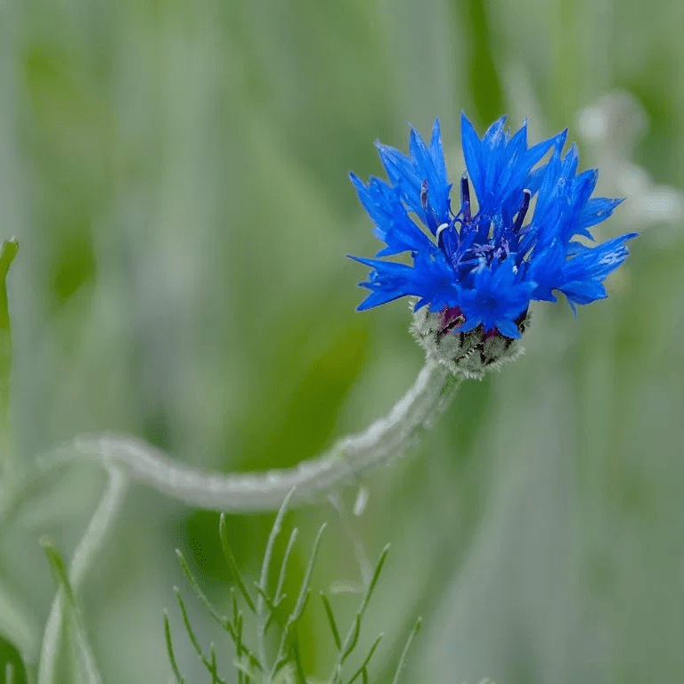Центаурея (Centaurea) синяя