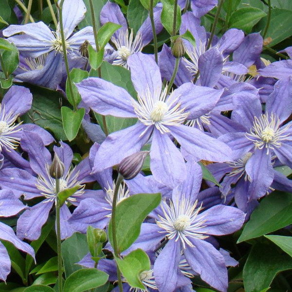 Клематис (Clematis)