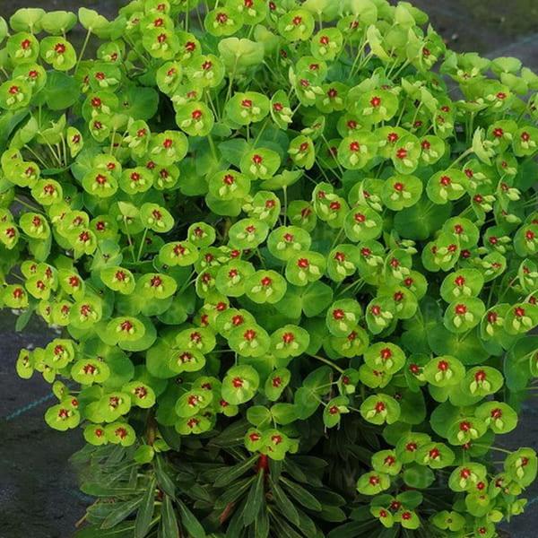 Эуфорбия (Euphorbia)