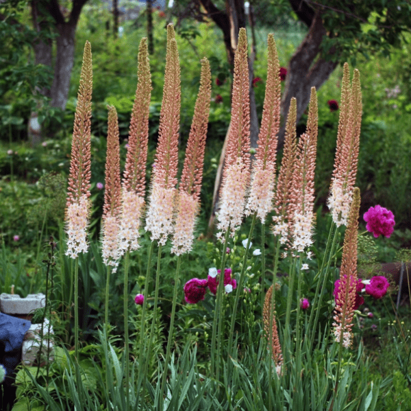 Эремурус (Eremurus) мощный