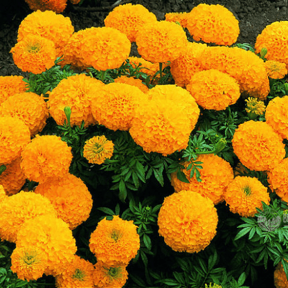 Тагетес (Tagetes )