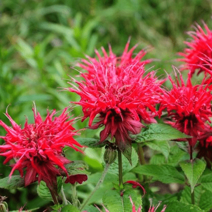 Монарда (Monarda)