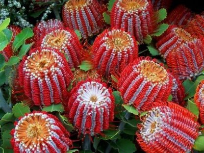 Банксия (Banksia) Банксия (Banksia)