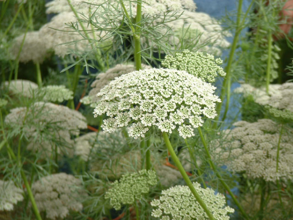 Амми (Ammi) Амми (Ammi)