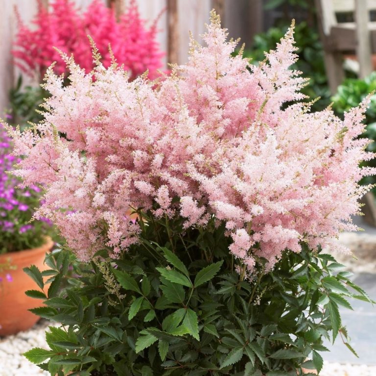 Астильба (Astilbe) Астильба (Astilbe)