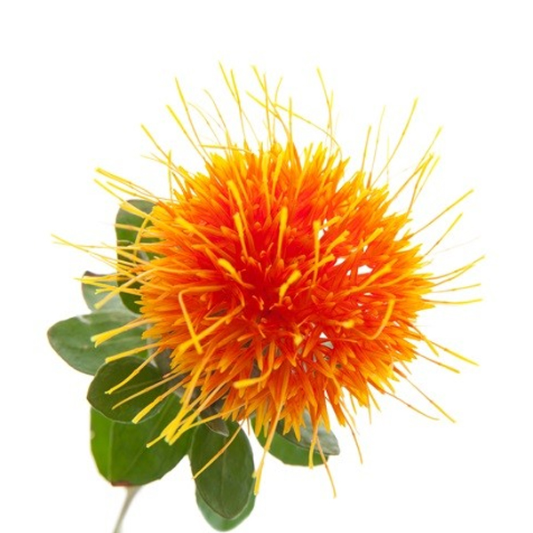 Картамус (Carthamus)