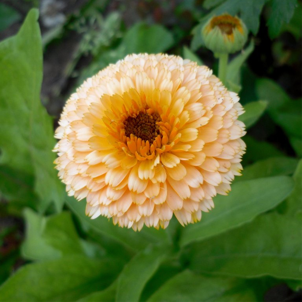 Календула (Calendula)