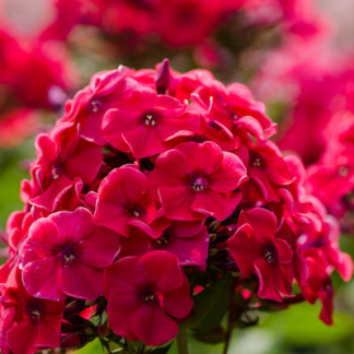 Флокс (Phlox)