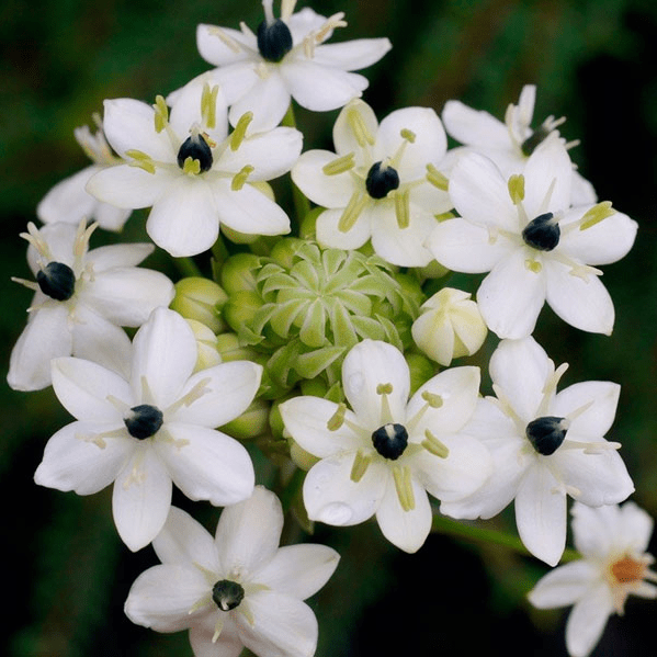 Орнитогалум (Ornithogalum)