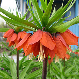 Фритиллярия (Fritillaria) императорская