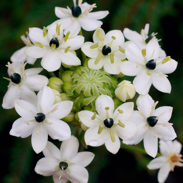 Орнитогалум (Ornithogalum) Орнитогалум (Ornithogalum)