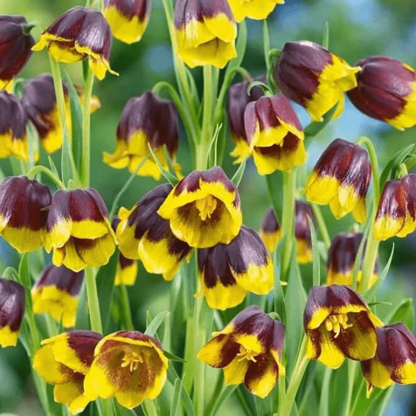 Фритиллярия (Fritillaria) ассирийская