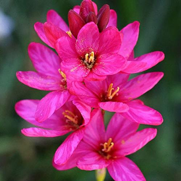 Иксия (Ixia)
