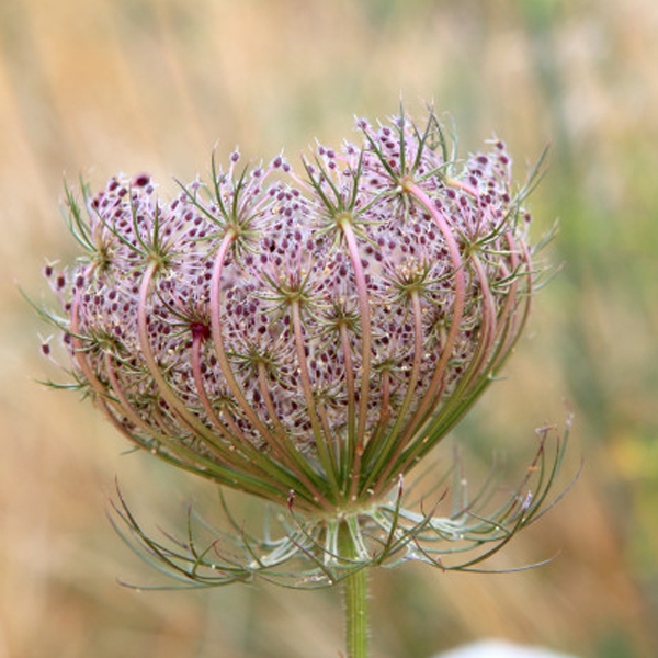 Даукус (Daucus)