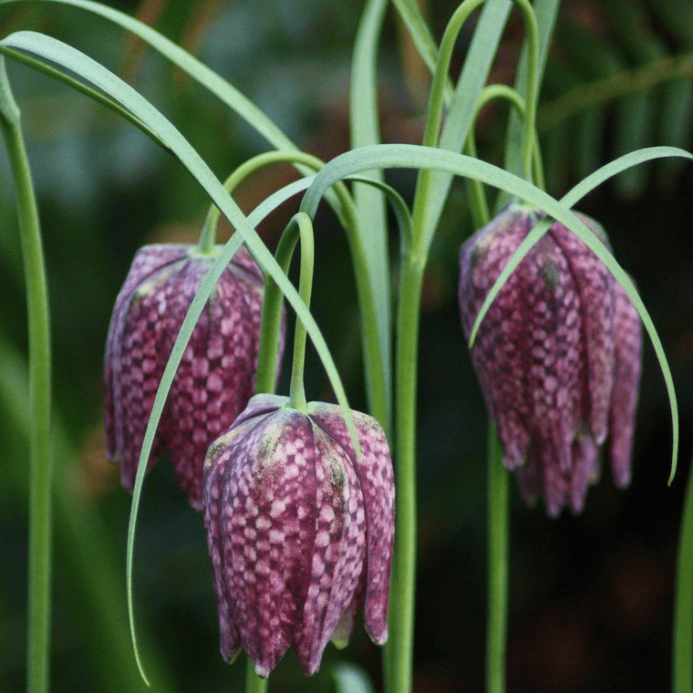 Фритиллярия (Fritillaria) пестрая