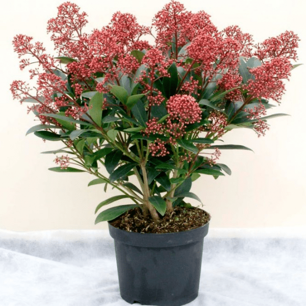 Скиммия (Skimmia japonica)