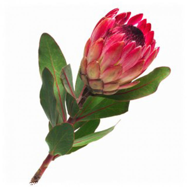 Протея (Protea) Протея (Protea)