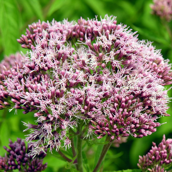 Эупаториум (Eupatorium) Эупаториум (Eupatorium)