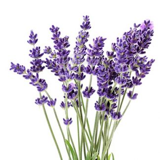 Лаванда (Lavandula)