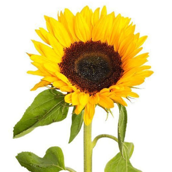 Гелиантус (Helianthus)