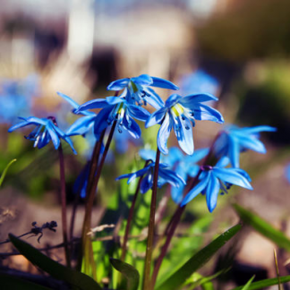Сцилла (Scilla)