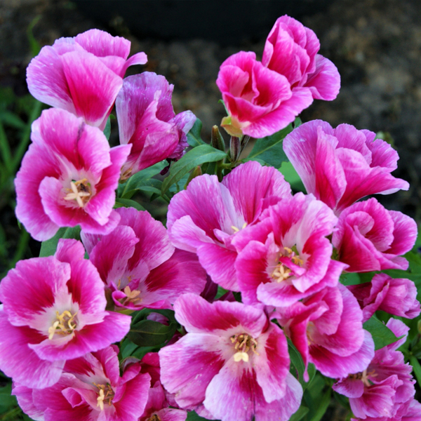 Годеция (Godetia) Годеция (Godetia)
