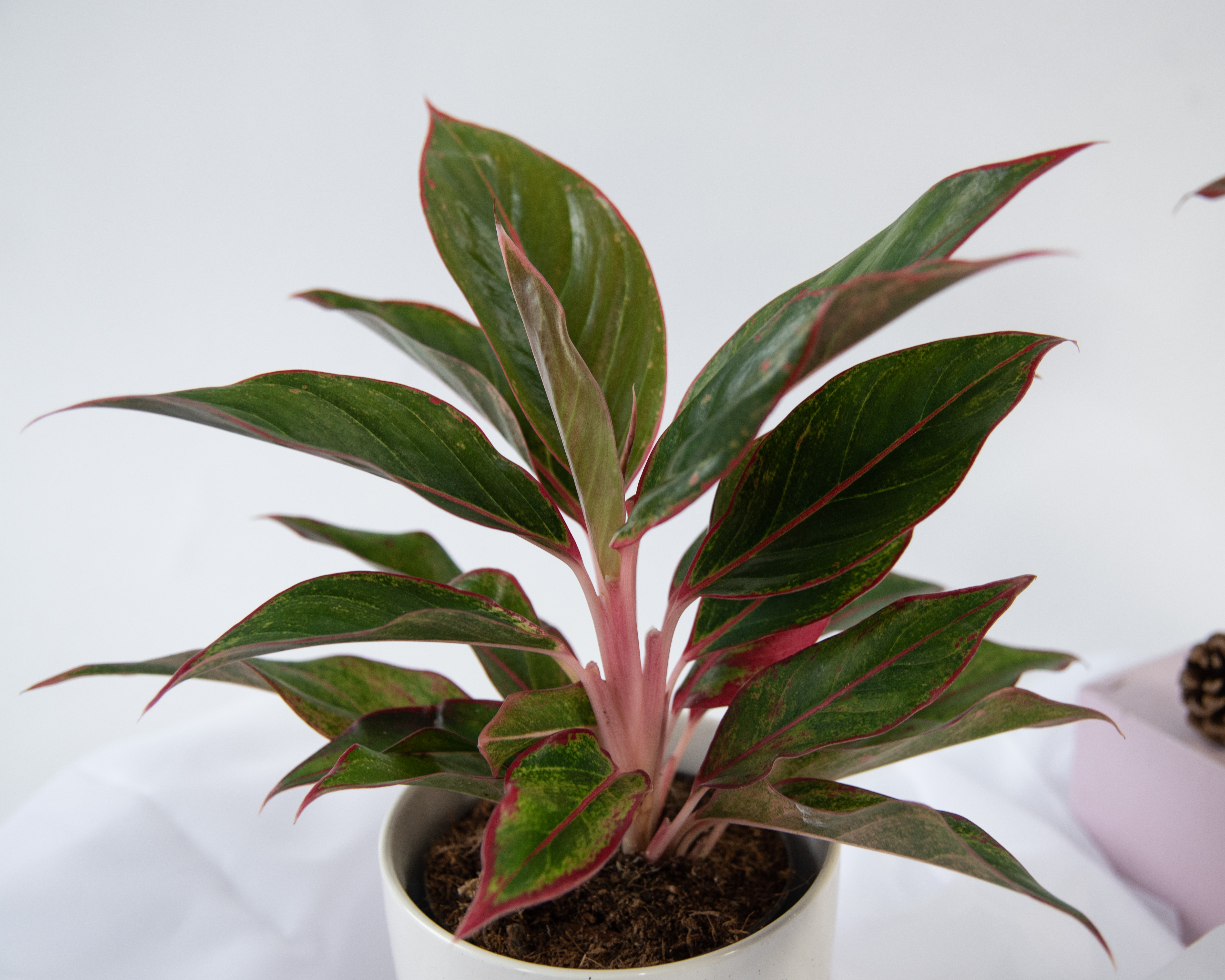 Аглаонема Лайт Стар (Aglaonema Light star)