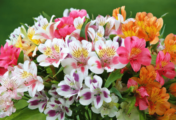 Альстромерия (Alstroemeria)