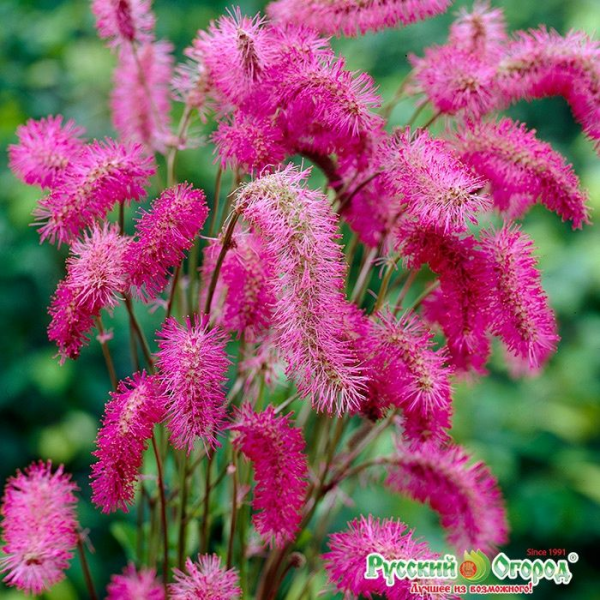 Сангвисорба (Sanguisorba)