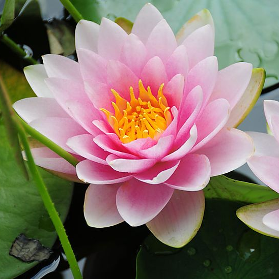 Нимфея (Nymphaea) Нимфея (Nymphaea)