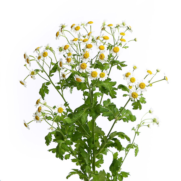 Танацетум (Tanacetum)