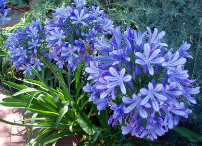 Агапантус (Agapanthus) Агапантус (Agapanthus)