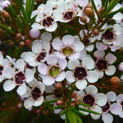 Хамелациум (Chamelaucium)
