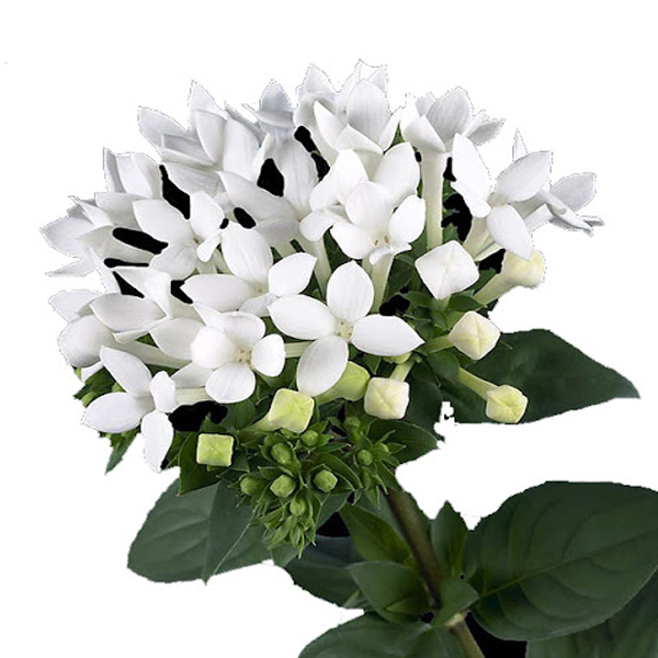 Бувардия (Bouvardia)