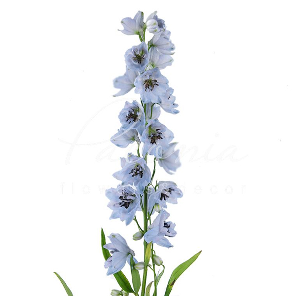 Дельфиниум (Delphinium)