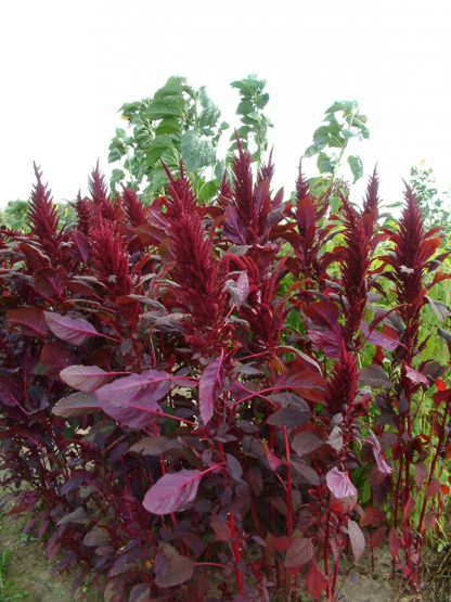 Амарант (Amaranthus) Амарант (Amaranthus)