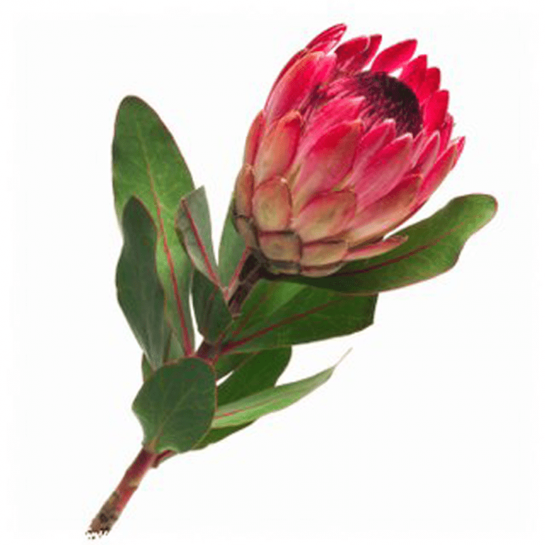 Протея (Protea)