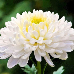 Хризантема (Chrysanthemum) крупноцветковая