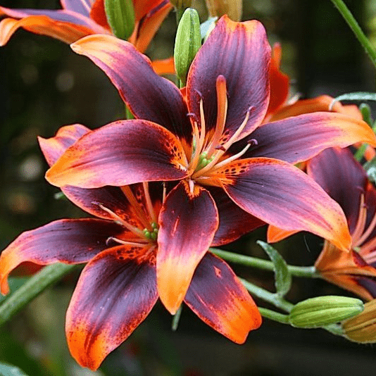 Лилия (Lilium)