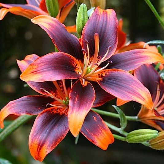 Лилия (Lilium) Лилия (Lilium)