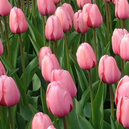Тюльпан (Tulipa x hybrida (Darwin Grp.))