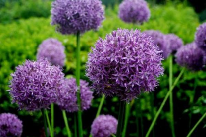 Аллиум (Allium) Аллиум (Allium)
