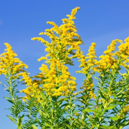 Солидаго (Solidago)