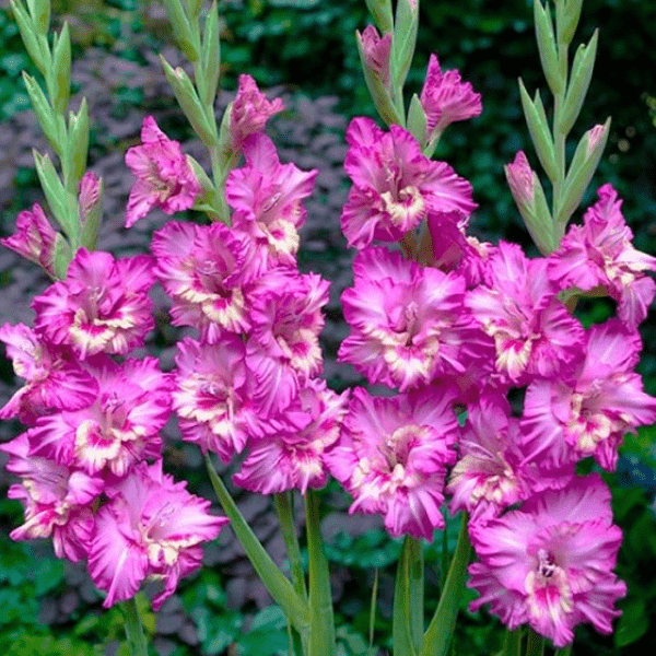 Гладиолус (Gladiolus)