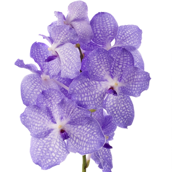 Ванда (Vanda)