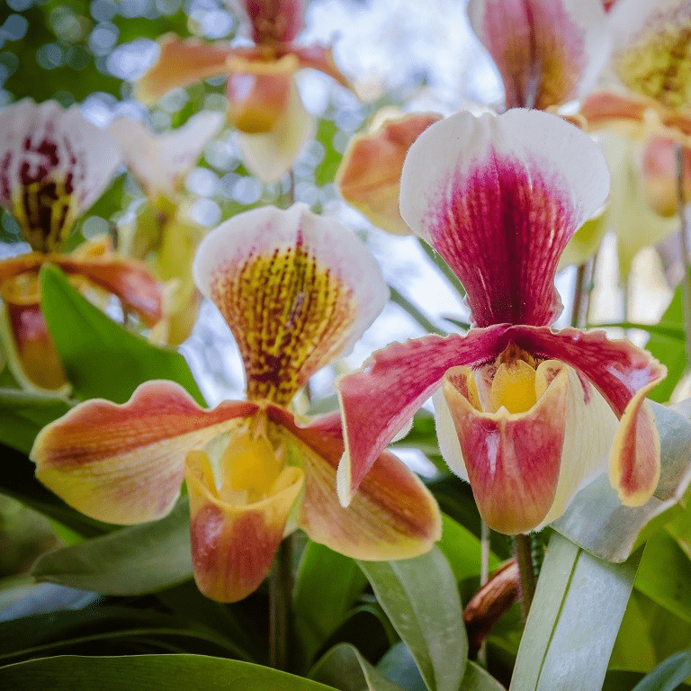 Пафиопедилюм (Paphiopedilum)