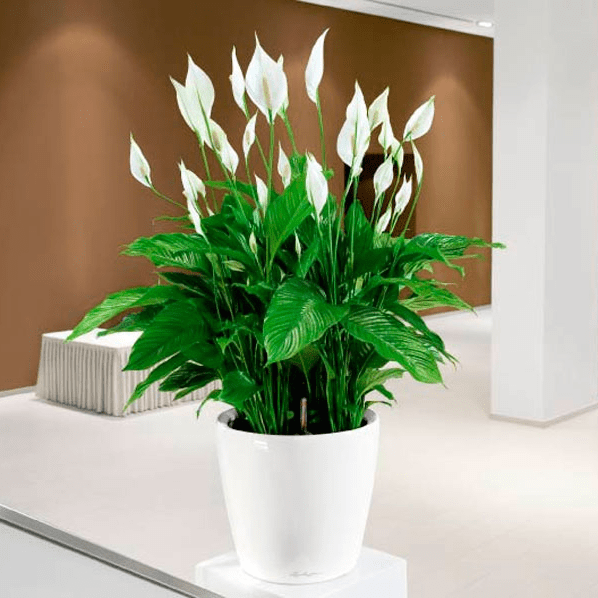 Спатифиллум (Spathiphyllum)