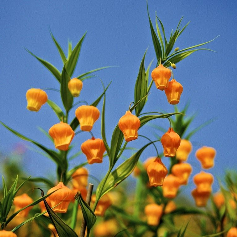 Сандерсония (Sandersonia) Сандерсония (Sandersonia)