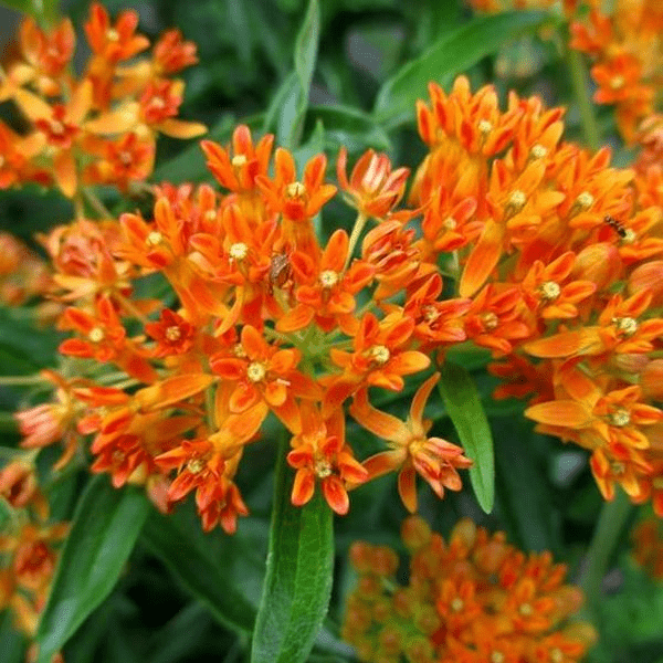 Асклепиас (Asclepias)