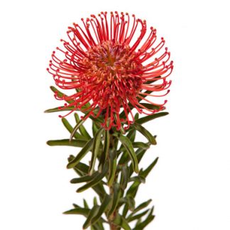 Леукоспермум (Leucospermum)